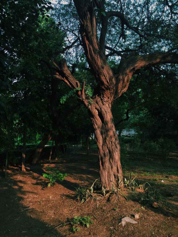 aged aging background bark