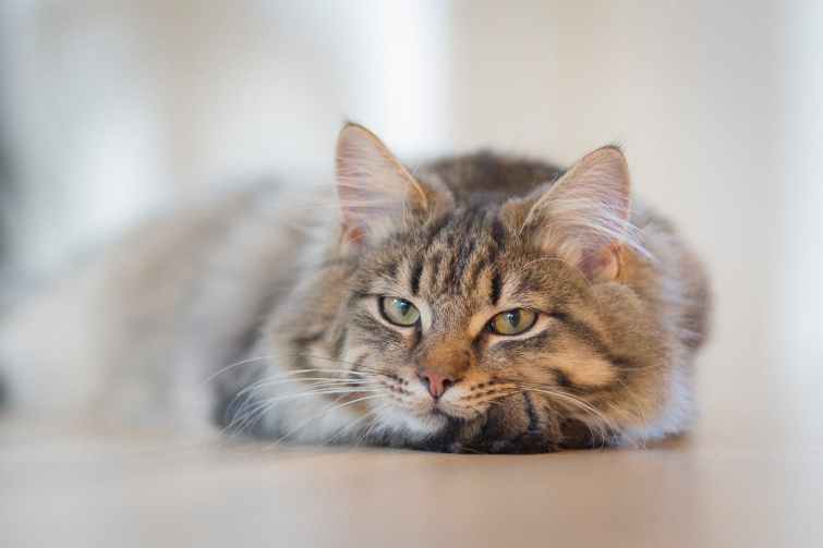 gray tabby cat on brown floor