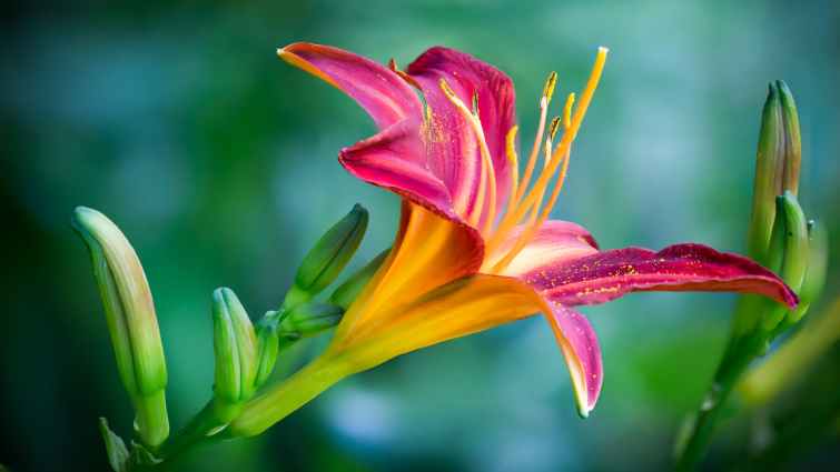 pink and yellow lily flower in closeup photo