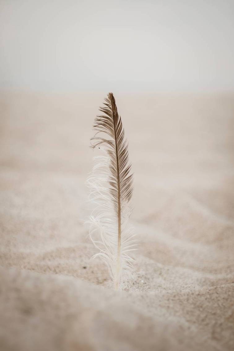 close up photo of brown feather on sand